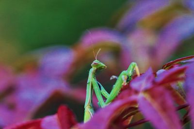 Close-up of insect on plant