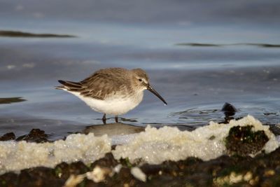 Bird perching on a rock