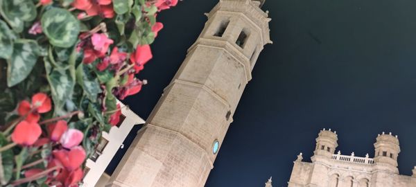 Low angle view of flowering plant against building