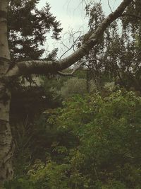 Low angle view of trees in forest