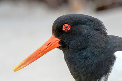 Close-up of a bird