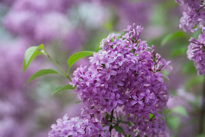 Close-up of pink flowering plant