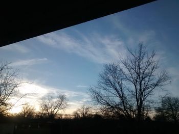 Silhouette of bare trees at sunset