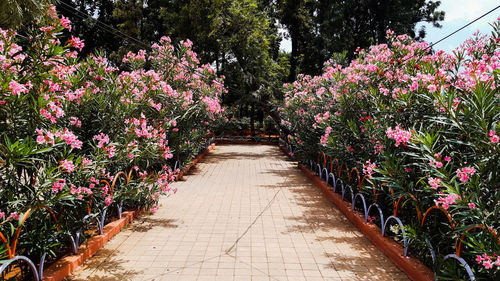 View of flowering plants in park