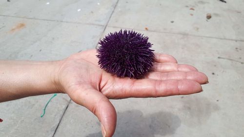 High angle view of hand holding sea urchin on footpath