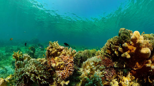 Fish swimming in sea
