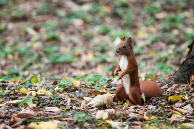 Squirrel on field