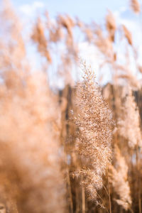 Close-up of stalks in field