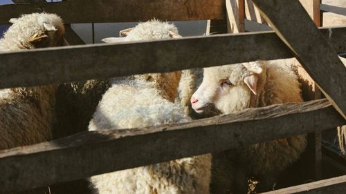 Close-up of lambs in easter market