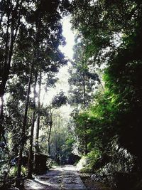 Empty footpath along trees