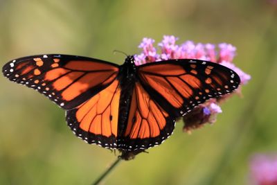 Close-up of butterfly pollinating on purple flower