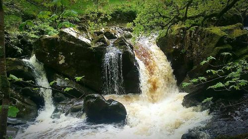 Scenic view of waterfall in forest