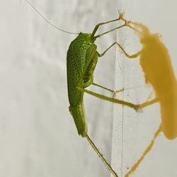 Close-up of insect on wall