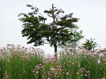 Flowers growing in field