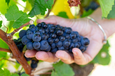 Wine grape in hand