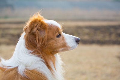 Close-up of dog looking away