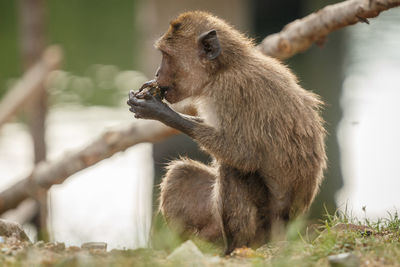 Side view of a monkey