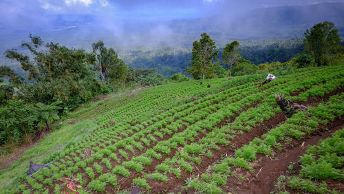 Scenic view of agricultural field against sky