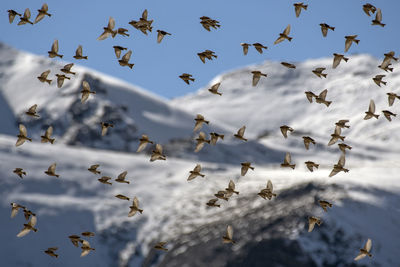 Low angle view of birds flying in sky