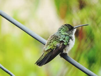 Close-up of bird perching on branch