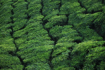 View of green tree in forest