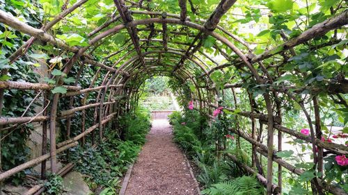 Walkway amidst trees in forest