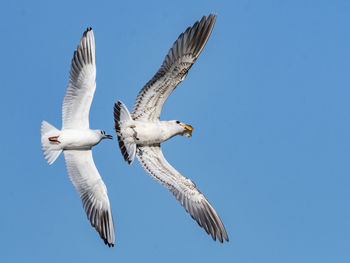 Low angle view of seagulls flying against clear blue sky