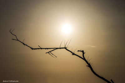 Branch against sky during sunset