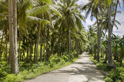 Footpath amidst palm trees