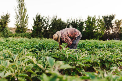 Man harvesting while standing on agricultural field