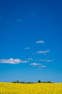 Scenic view of oilseed rape field against blue sky
