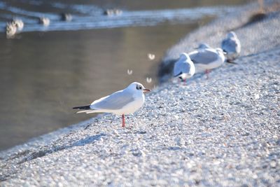 Seagull flying over white background