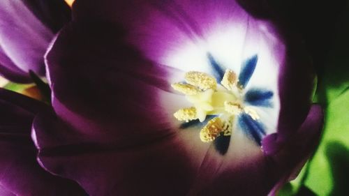 Close-up of purple flower