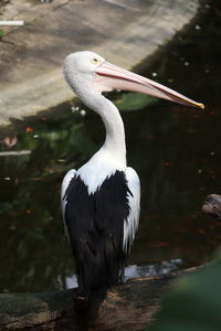 A large long-beaked bird waiting to be fed, a large fish can enter its mouth

