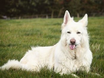 Portrait of white dog on field