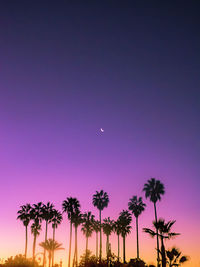 Low angle view of silhouette trees against sky at night