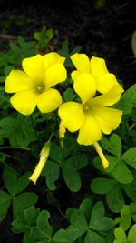 Close-up of yellow flowers blooming outdoors