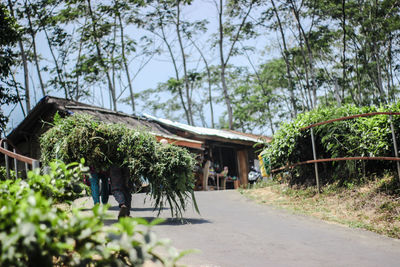 Road amidst trees and house against sky