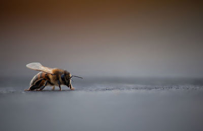 Close-up of bee