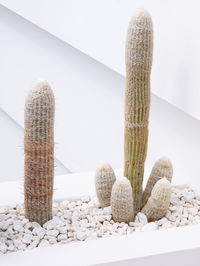 Cacti close-up on white wall background. minimal floral botanical aesthetic wallpapers