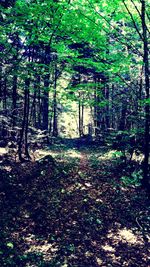 Trees growing in forest