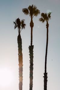 Low angle view of palm trees against clear sky