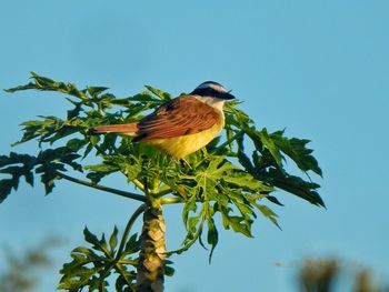 Low angle view of bird perching on branch against blue sky