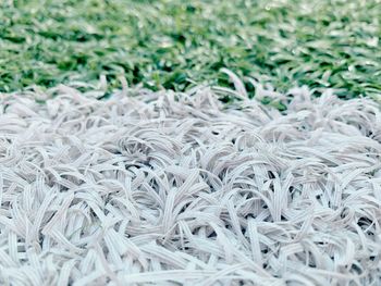 Full frame shot of plants growing on field