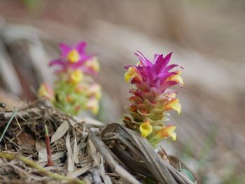 Close-up of pink flowering plants on field