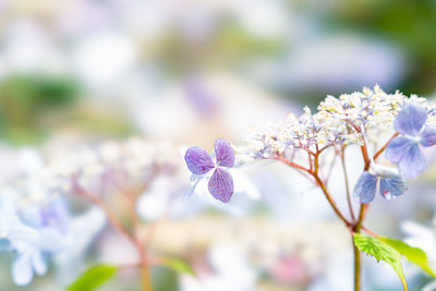 Close-up of cherry blossoms in spring