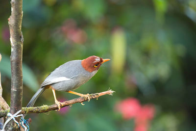 Close-up of bird perching on branch