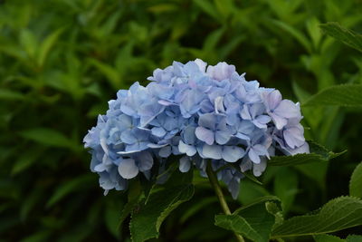 Close-up of purple hydrangea flowers