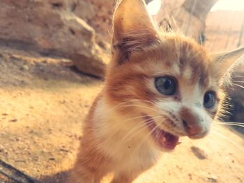 Close-up portrait of cat