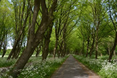 Empty pathway along trees